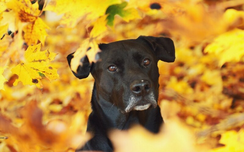 Black Dog in Autumn Leaves — Yellow