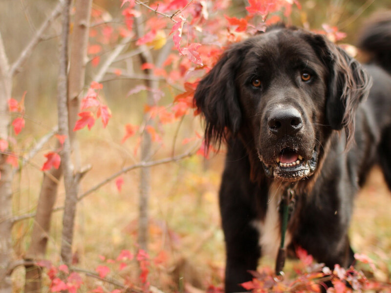 Black Dog in Autumn — Red