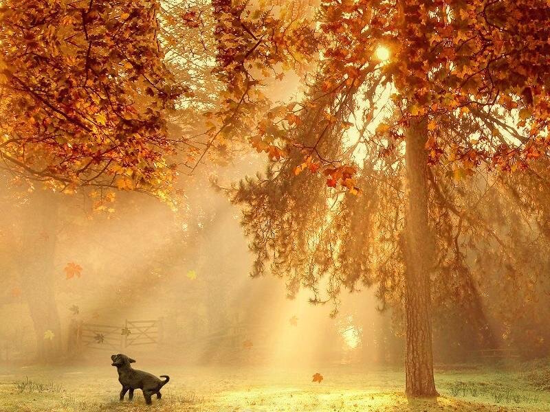 Black Dog in Autumn