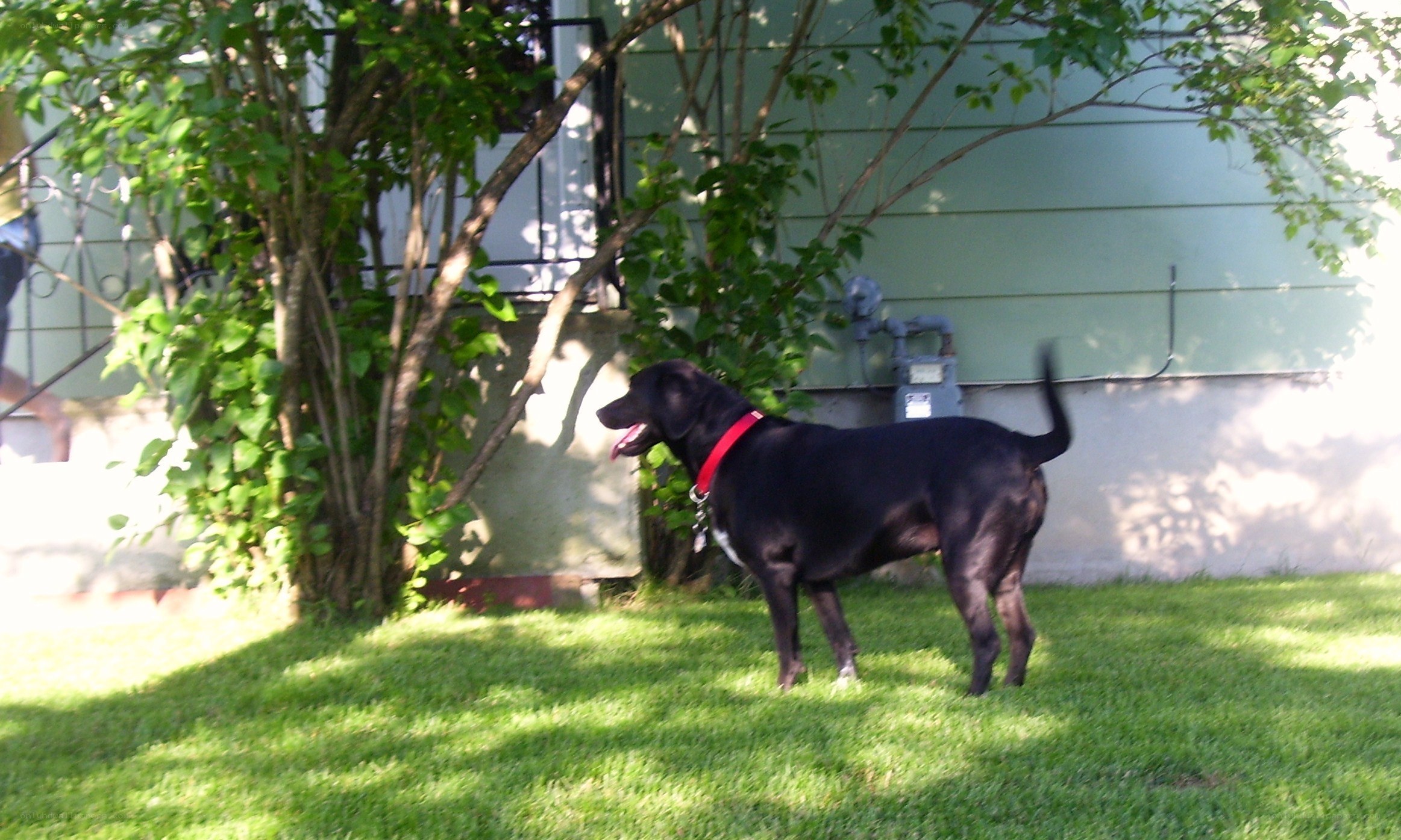 black dog in backyard