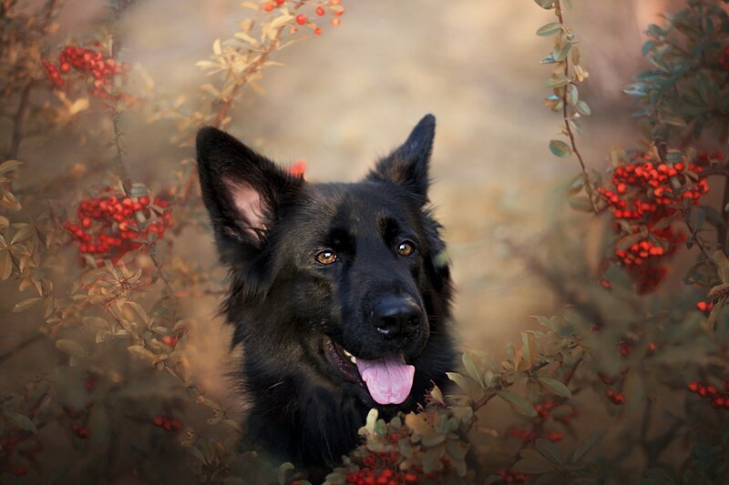 Black Dog in Berries