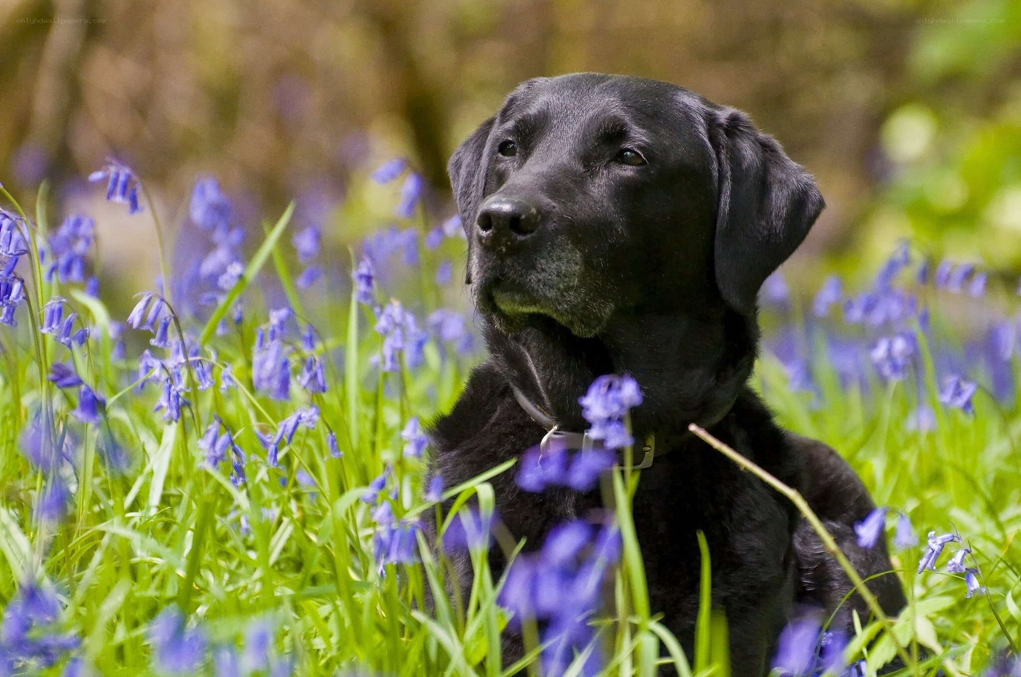 Black dog in bluebells
