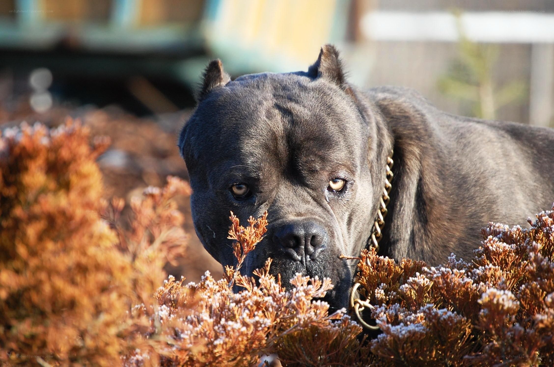 black dog in bushes