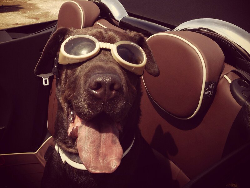 Black Dog in Car — Brown