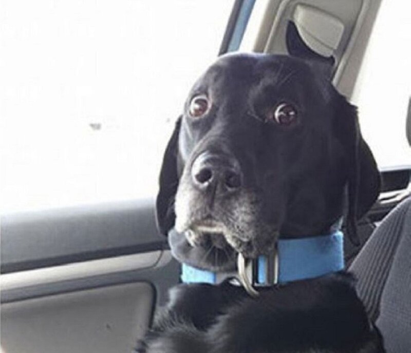 Black Dog in Car — Calm, Photograph