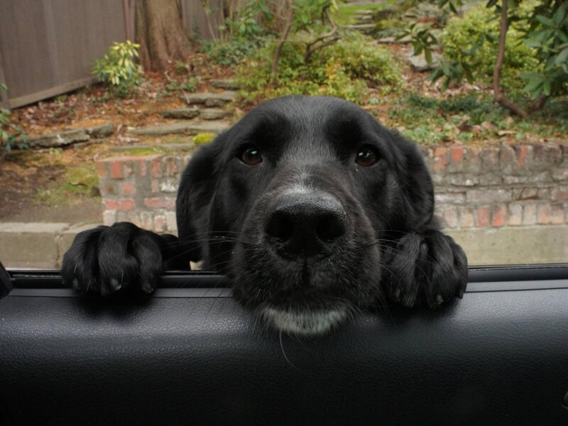Black Dog in Car — Calm
