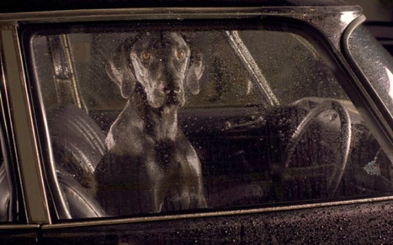 Black Dog in Car — Dramatic