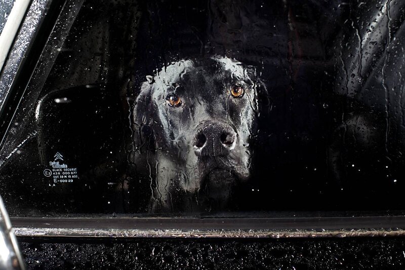 Black Dog in Car