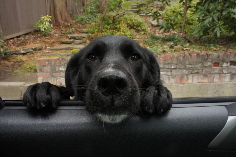 black dog in car window