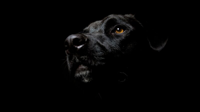 black dog in dark