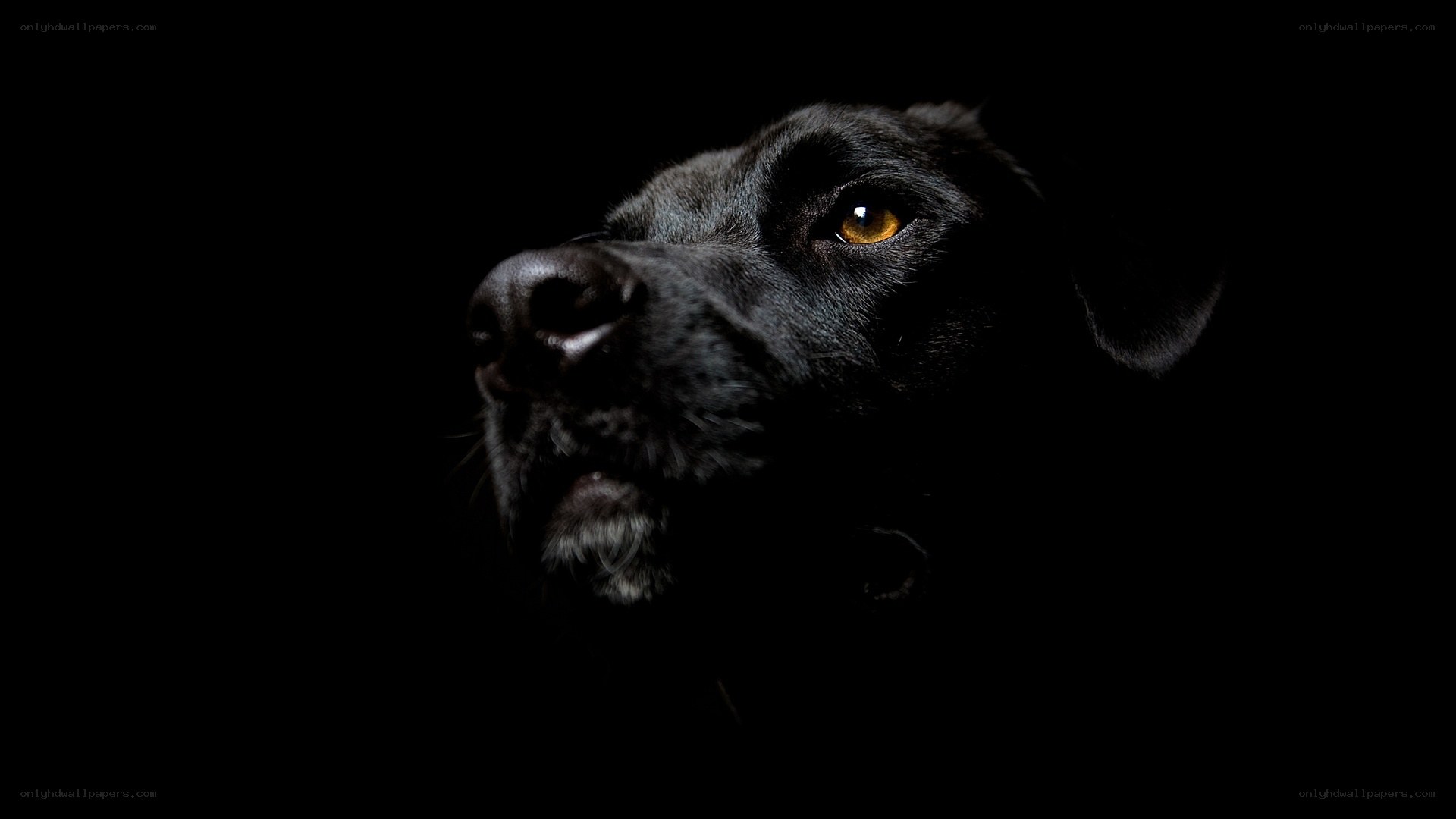 black dog in dark