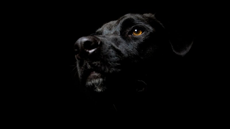 black dog in dark