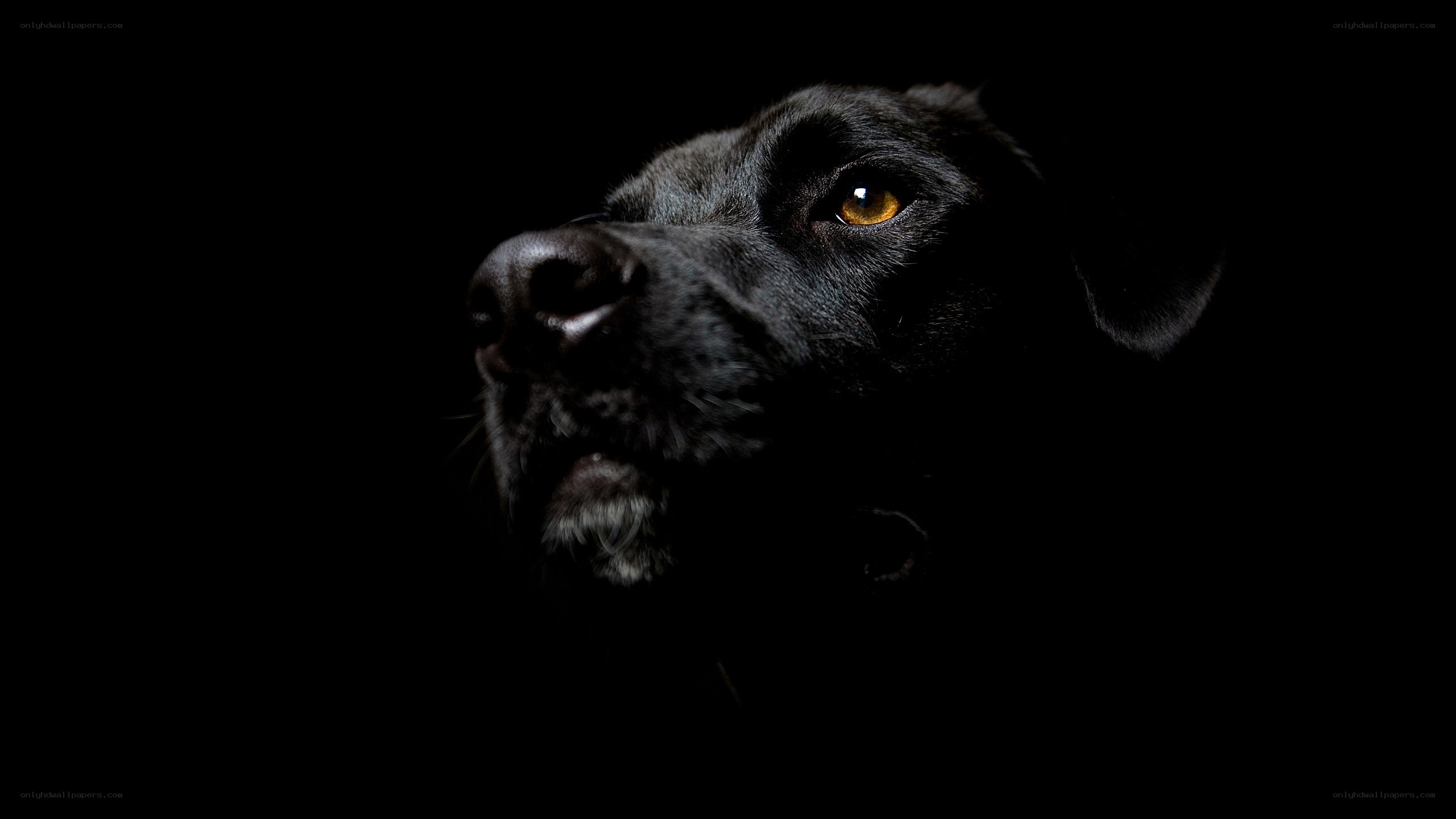 black dog in dark