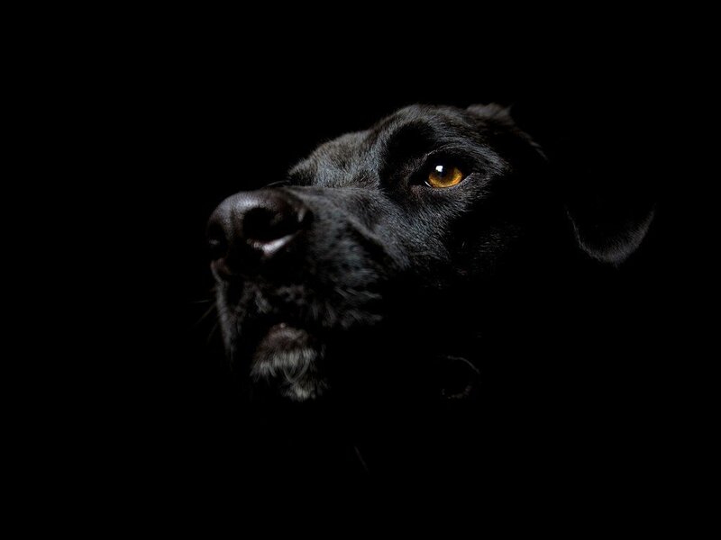 black dog in dark