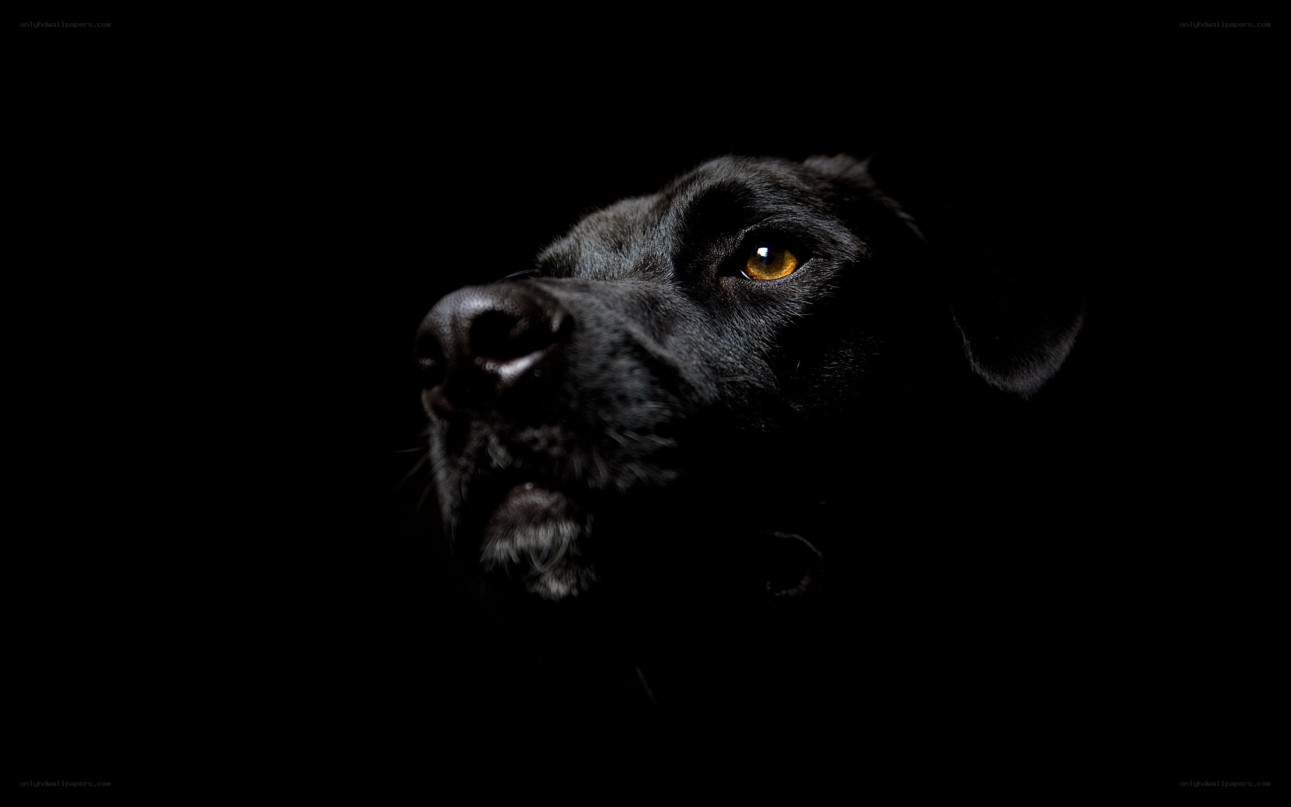 black dog in darkness