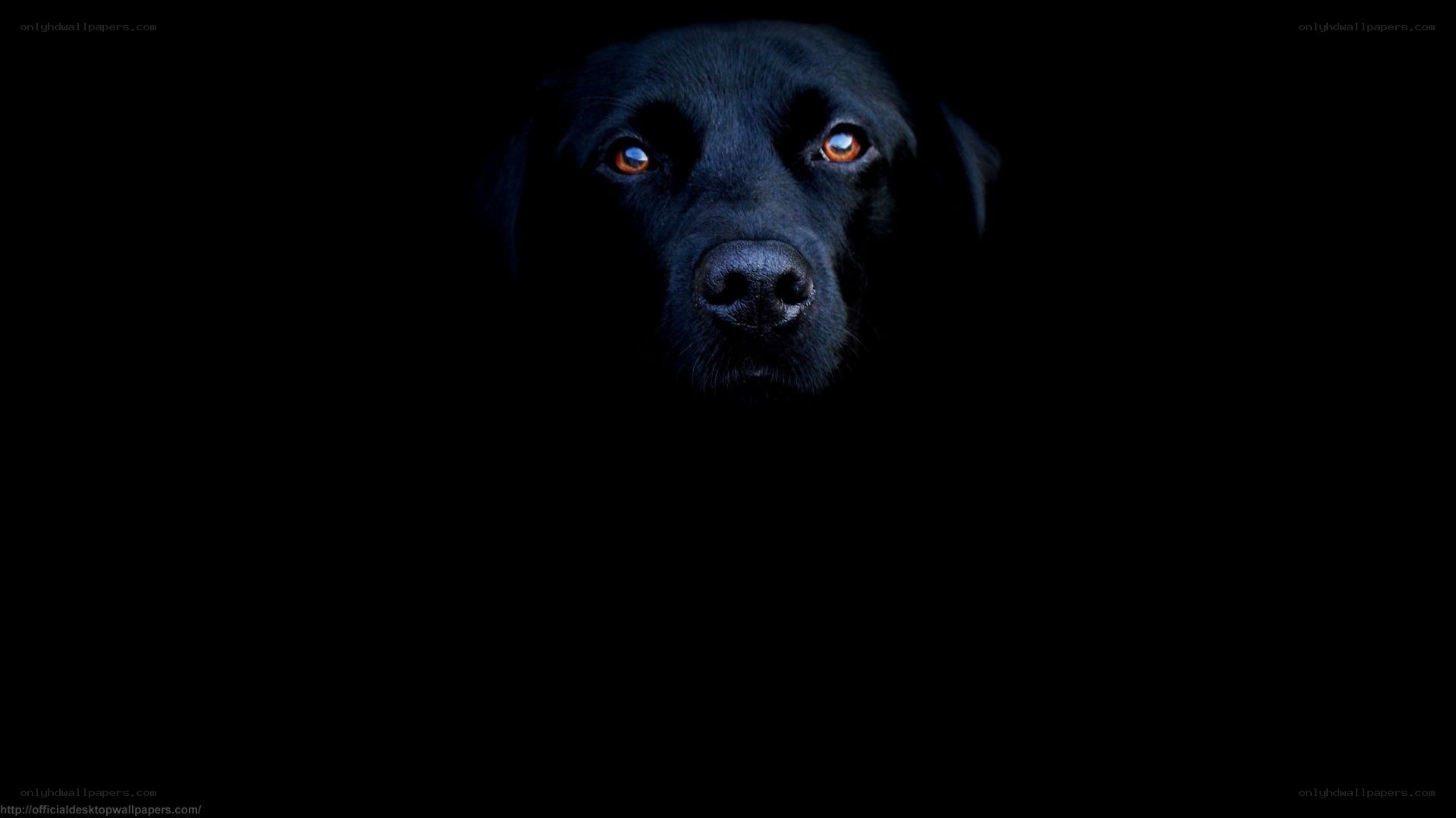 black dog in darkness