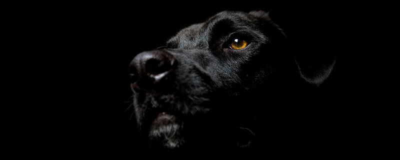 black dog in darkness