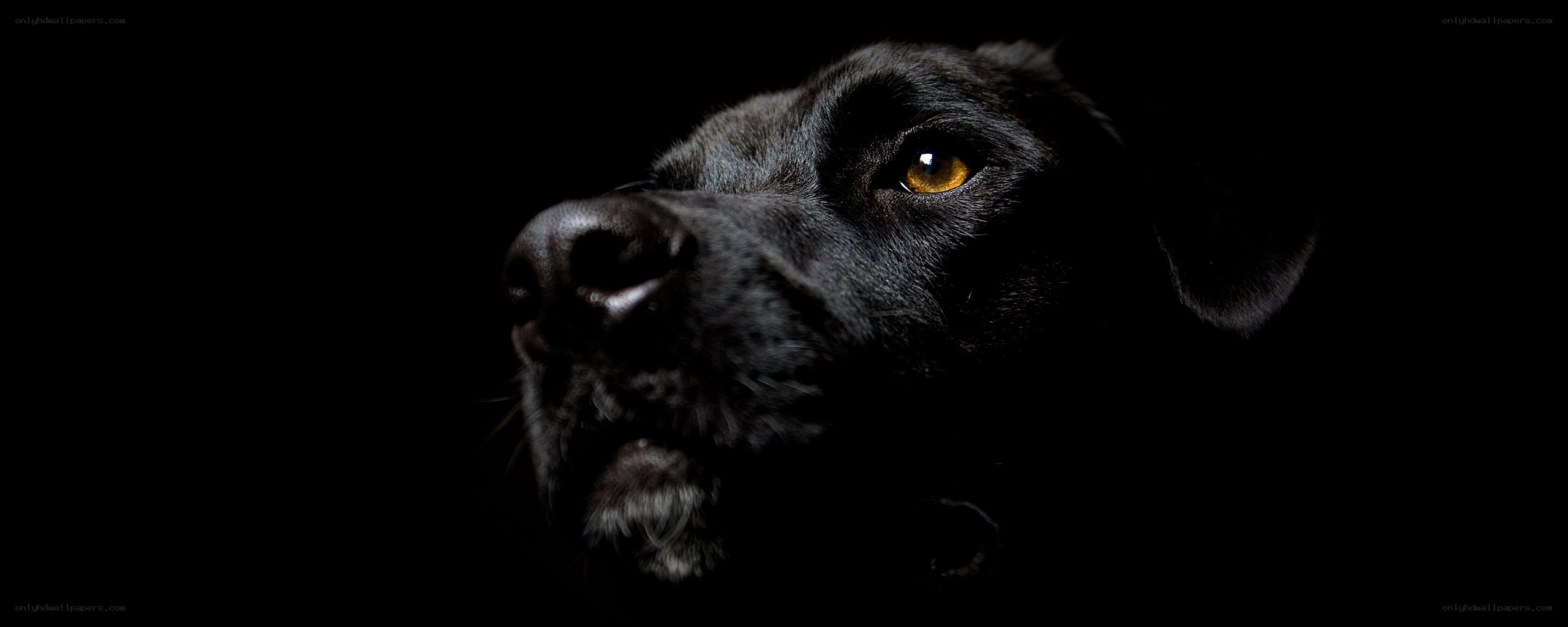 black dog in darkness