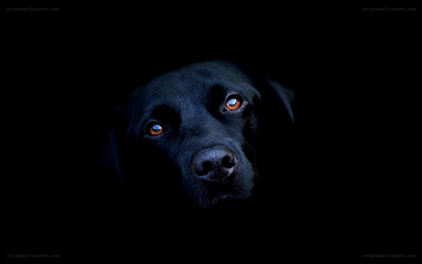 black dog in darkness