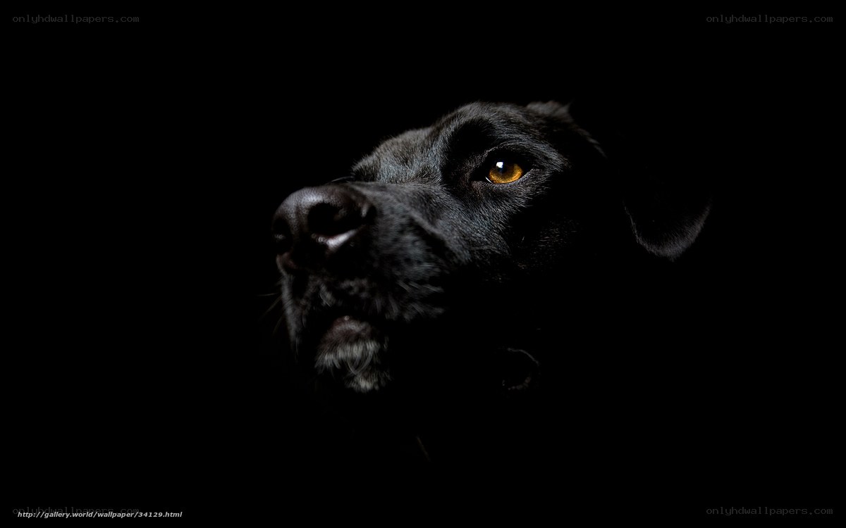 black dog in darkness