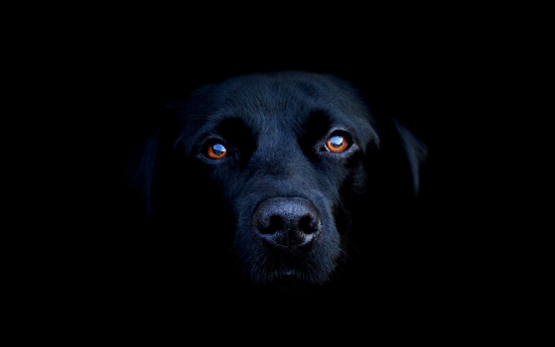 black dog in darkness