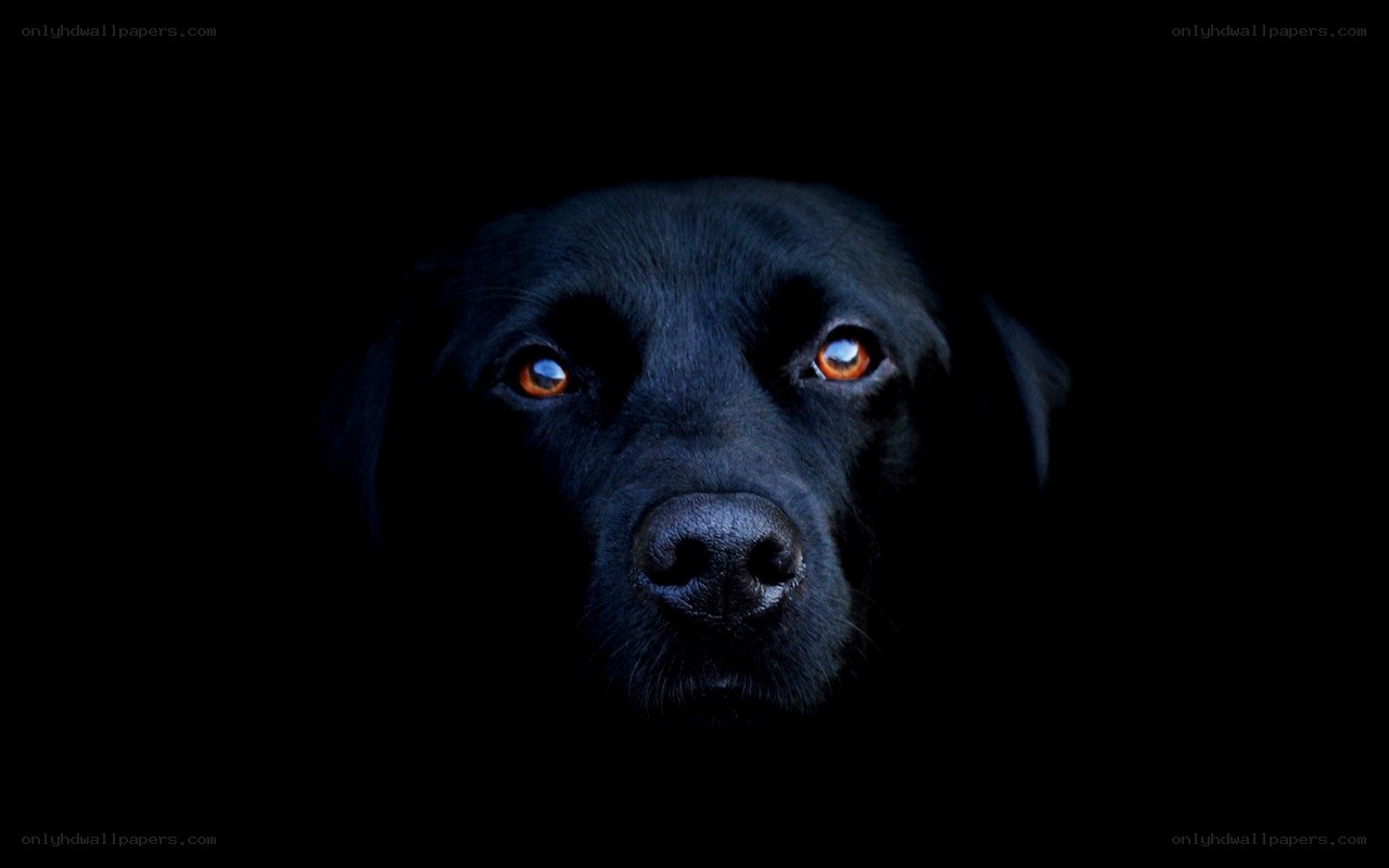 black dog in darkness