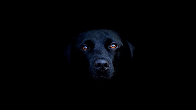 black dog in darkness