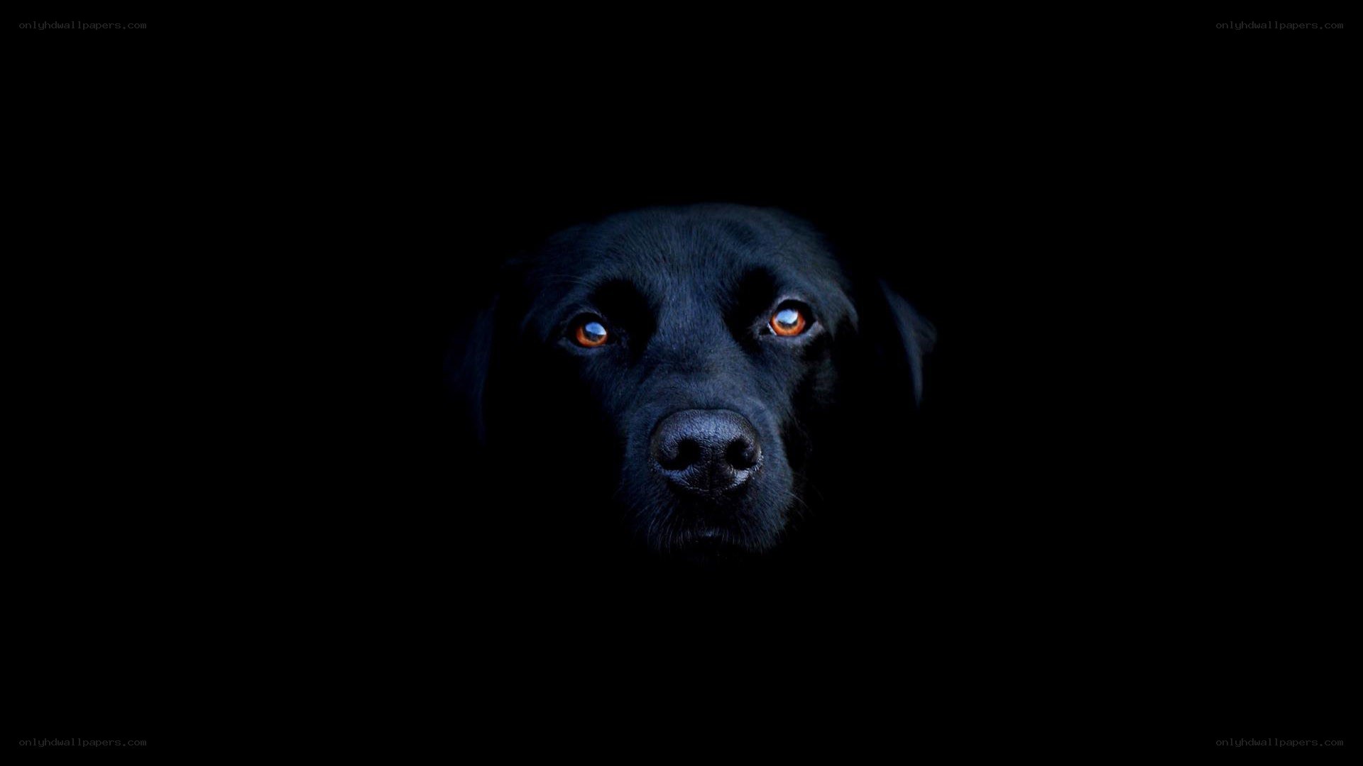 black dog in darkness