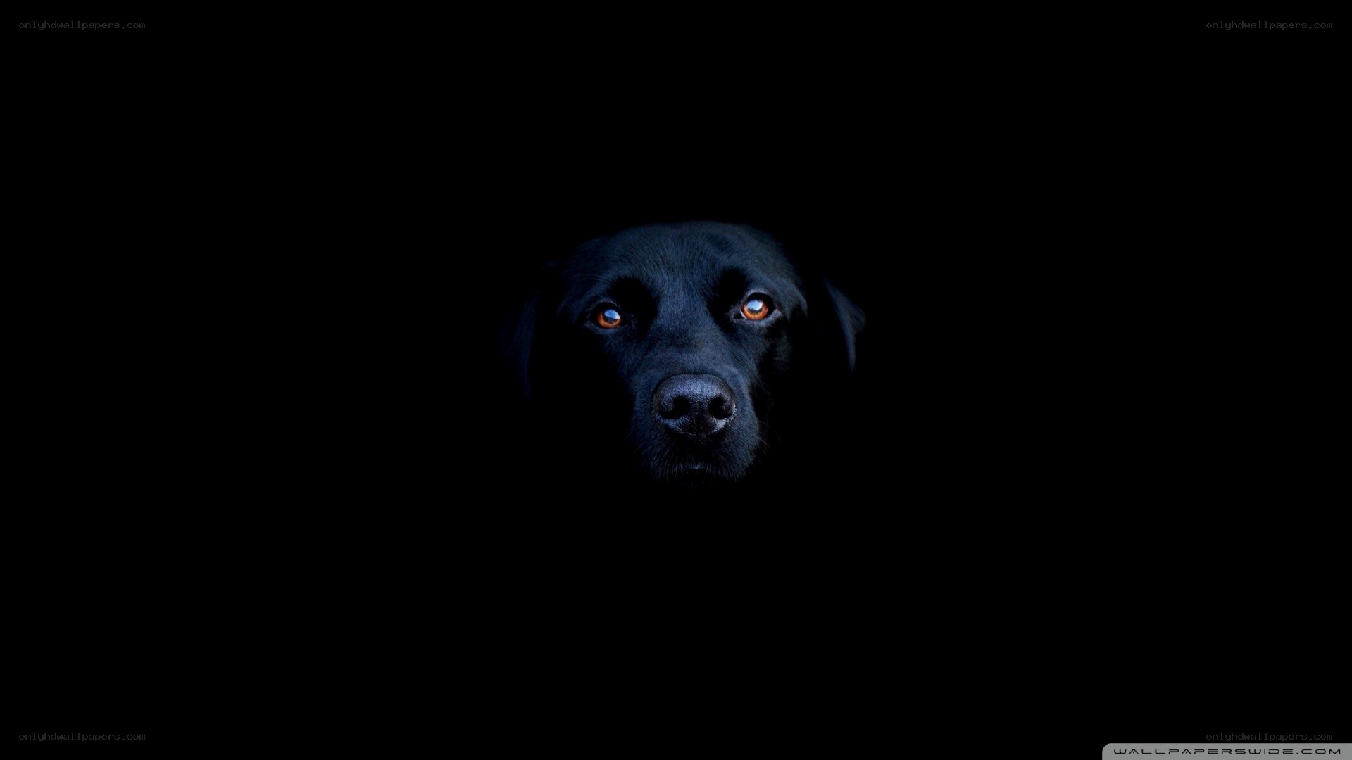 black dog in darkness