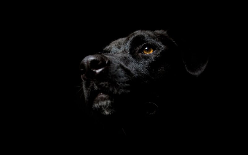black dog in darkness