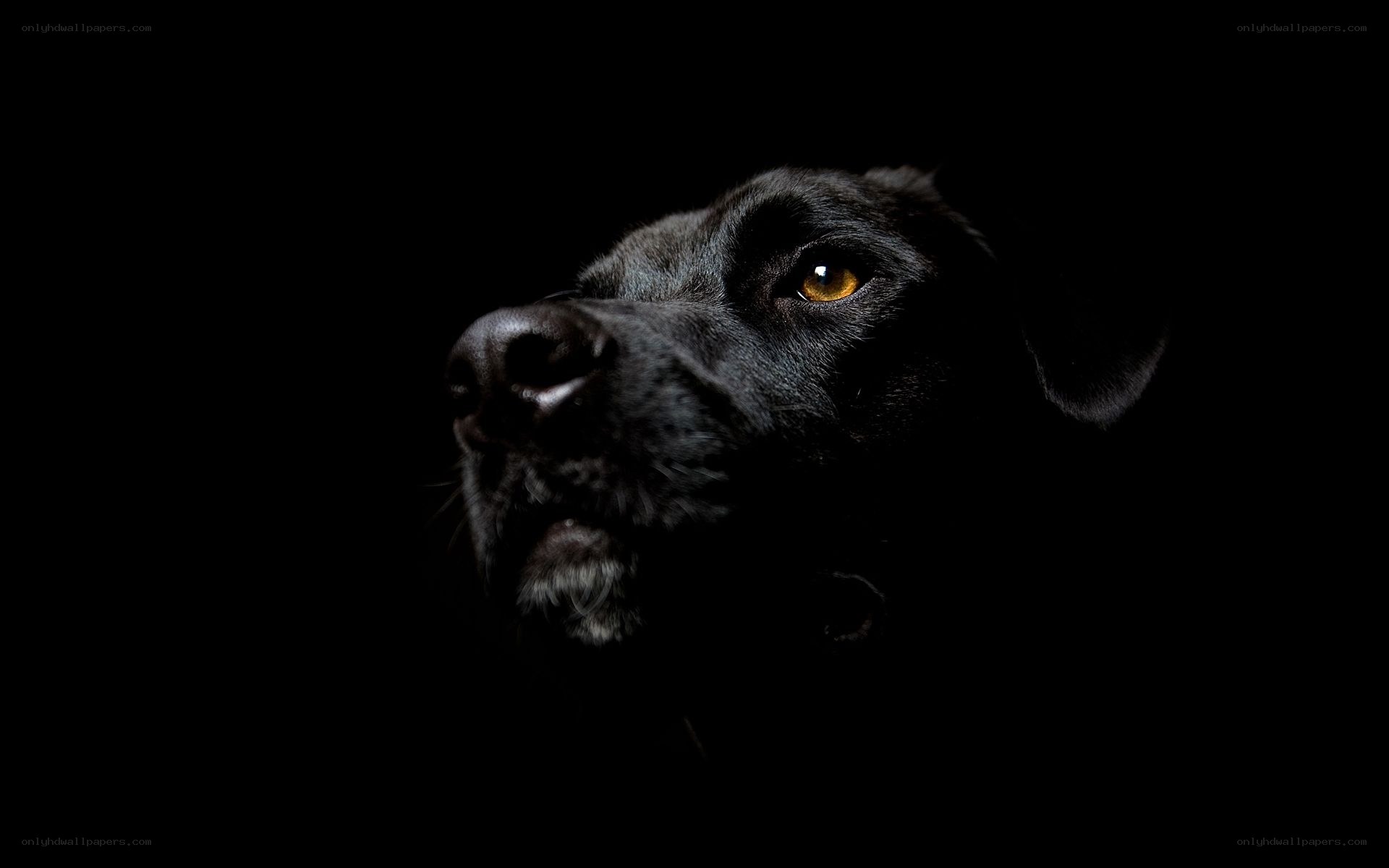 black dog in darkness