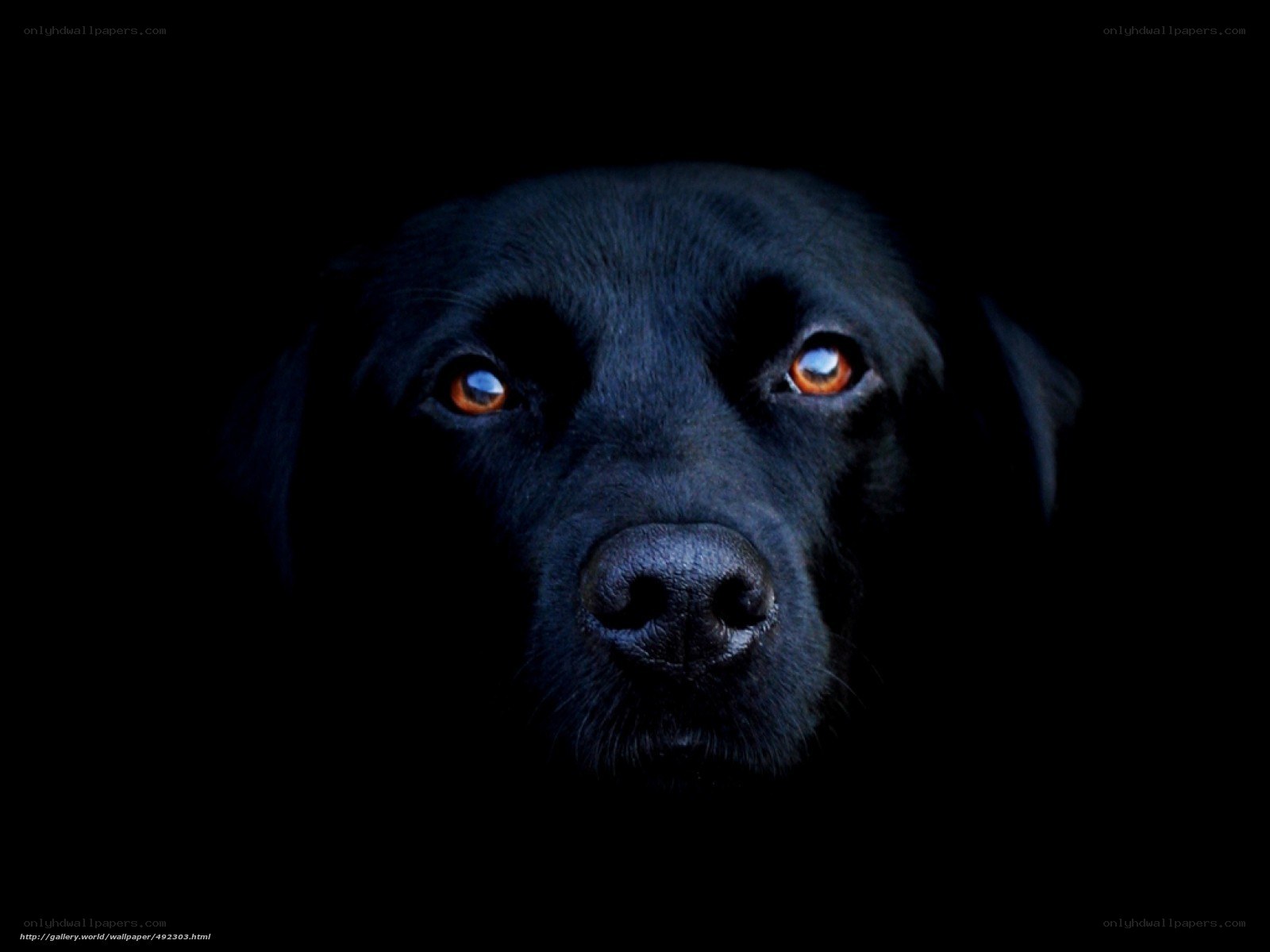 black dog in darkness