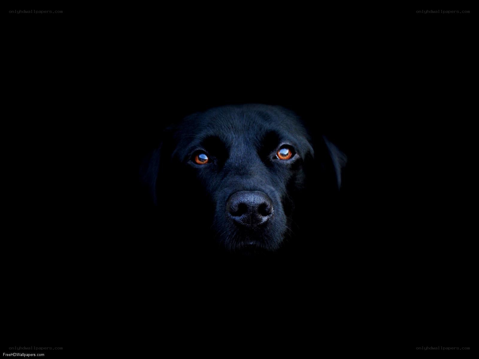 black dog in darkness