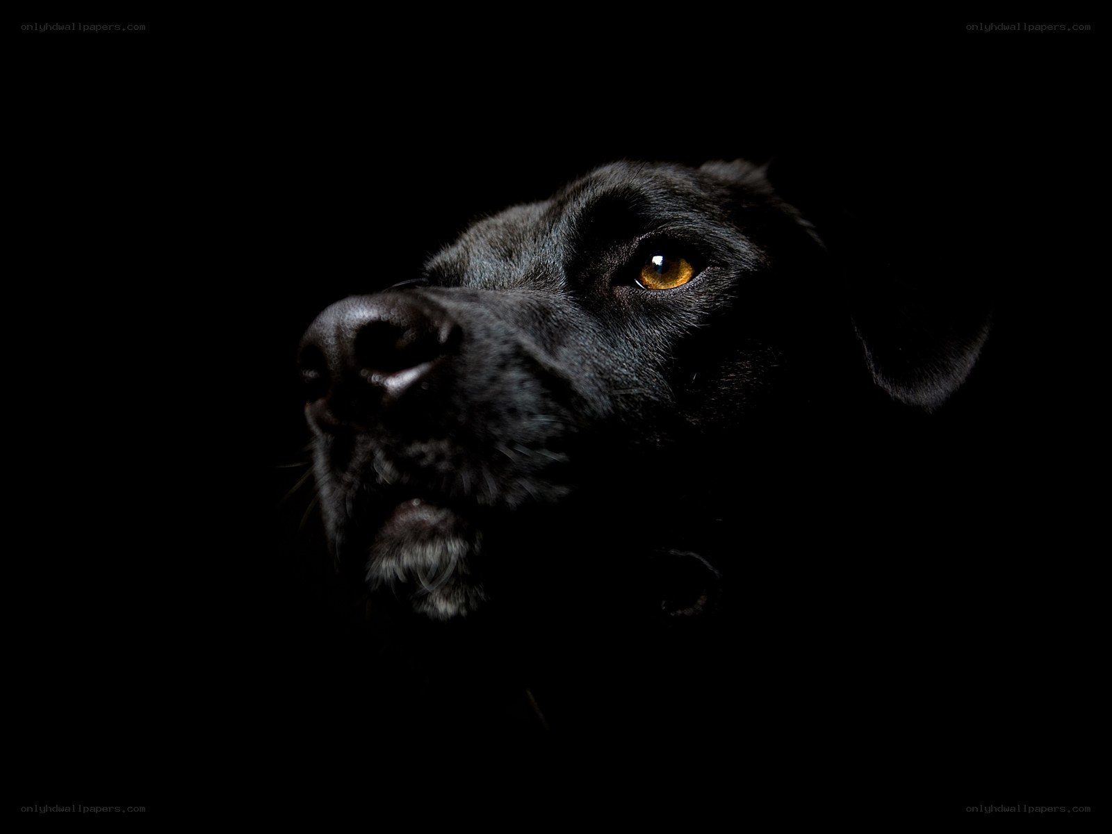 black dog in darkness