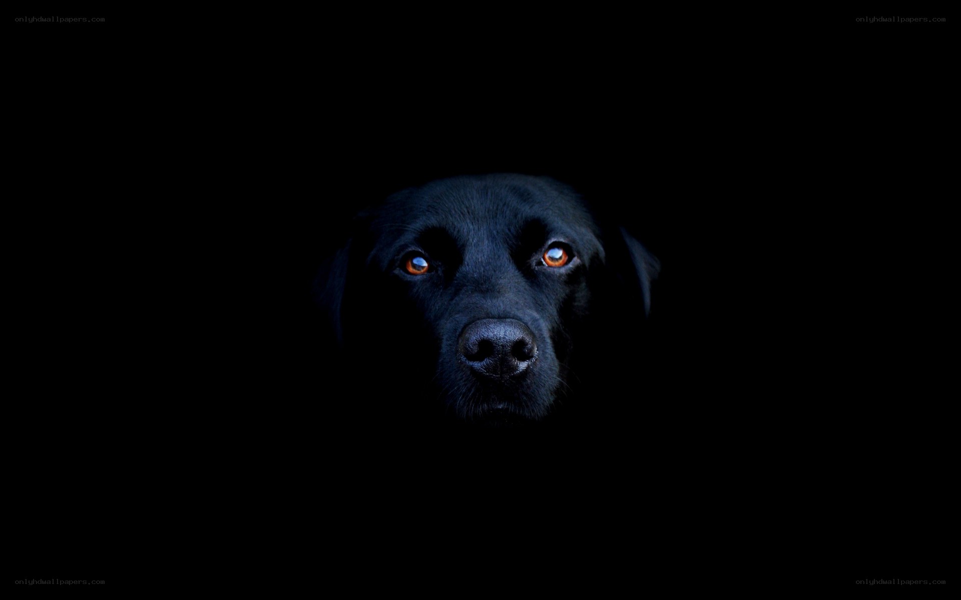 black dog in darkness