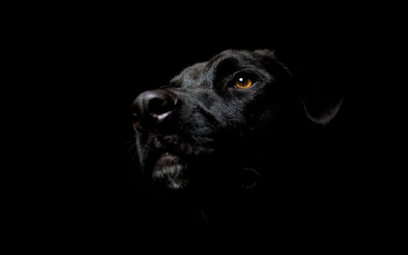 Black Dog in Darkness — Dramatic, Night, Photograph, Eye