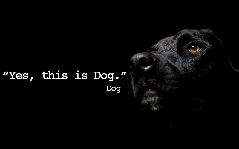 Black Dog in Darkness — Dramatic, Night, Photograph, Text