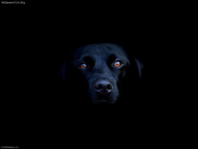 Black Dog in Darkness — Dramatic, Night