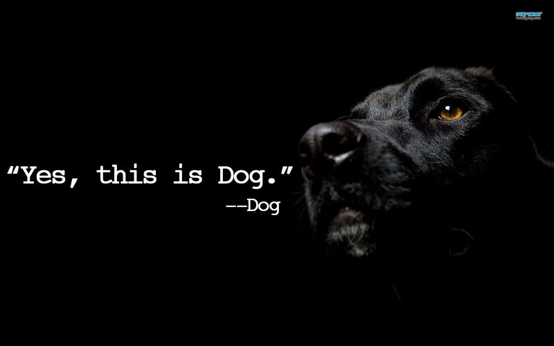 Black Dog in Darkness — Dramatic, Photograph
