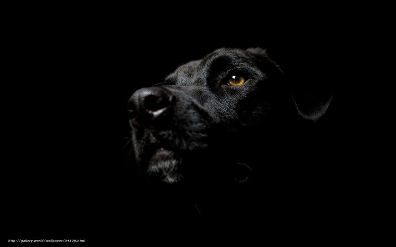 Black Dog in Darkness — Dramatic