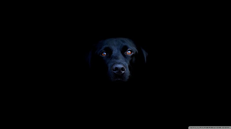 Black Dog in Darkness — Night, Eyes