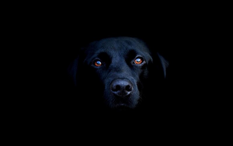 Black Dog in Darkness — Night, Nose
