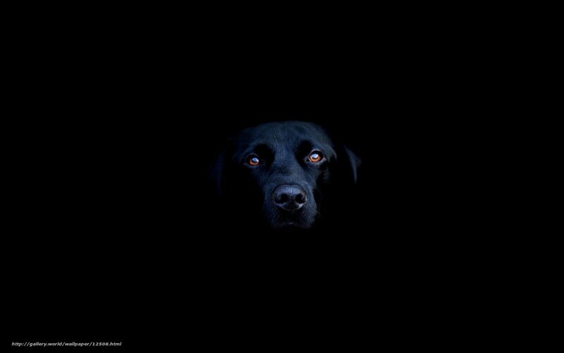 black dog in darkness
