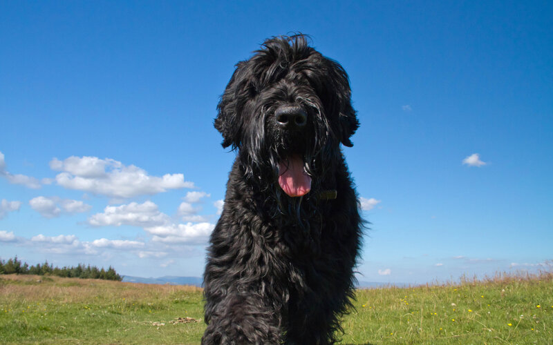 Black Dog in Field — Blue