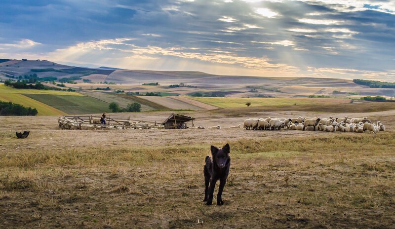 Black Dog in Field — Brown