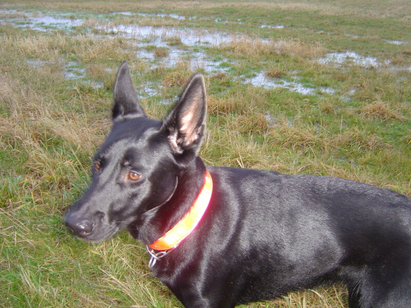 Black Dog in Field — Calm, Afternoon