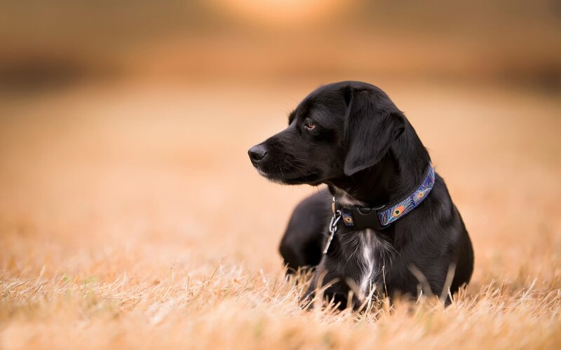 Black Dog in Field — Calm, Autumn