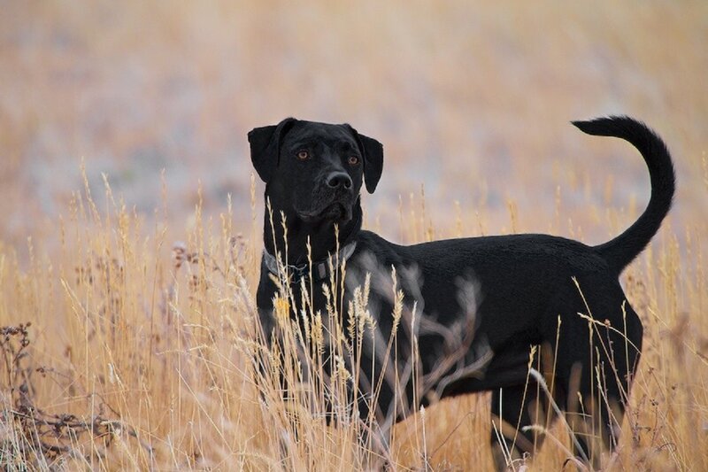 Black Dog in Field — Calm