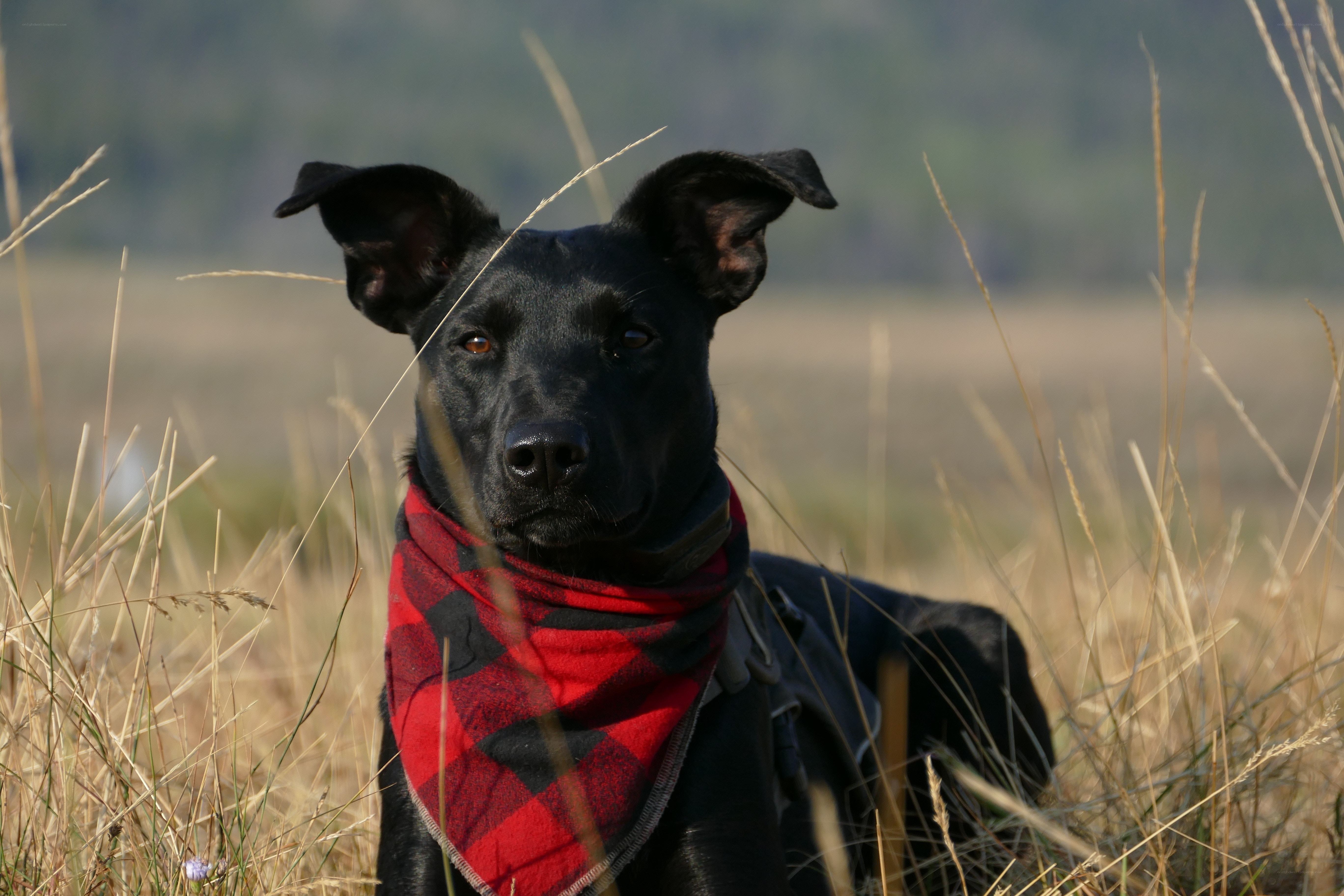 black dog in field
