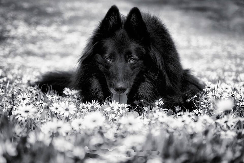 Black Dog in Flowers — Calm